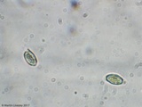 Crinipellis zonata image