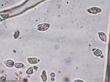 Crinipellis zonata image