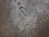 Crinipellis zonata image