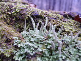Cladonia coniocraea image