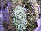 Cladonia coniocraea image