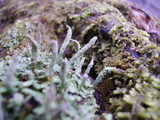 Cladonia coniocraea image