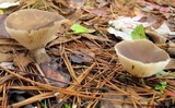 Ampulloclitocybe clavipes image