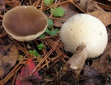 Ampulloclitocybe clavipes image