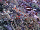 Cladonia floerkeana image
