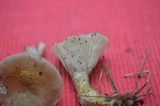 Ampulloclitocybe clavipes image