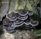 Nigroporus vinosus image