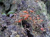 Cladonia floerkeana image