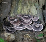 Nigroporus vinosus image
