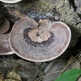Nigroporus vinosus image