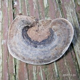Nigroporus vinosus image