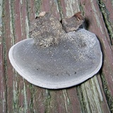 Nigroporus vinosus image