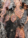 Phlebia radiata image