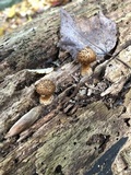 Leucopholiota decorosa image