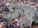 Cladonia floerkeana image