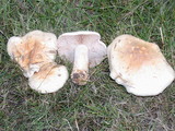 Hebeloma crustuliniforme image