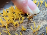 Calocera cornea image