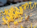 Calocera cornea image