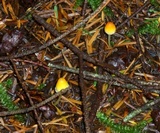 Mycena strobilinoidea image