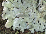 Parmelinopsis minarum image