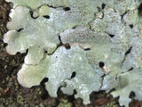 Parmelinopsis minarum image