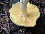 Entoloma luridum image