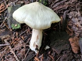 Entoloma luridum image