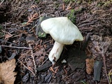 Entoloma luridum image