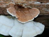 Gloeoporus dichrous image