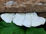 Gloeoporus dichrous image