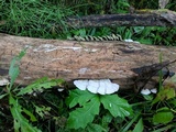 Gloeoporus dichrous image