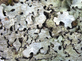 Parmelinopsis minarum image