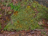 Cladonia mateocyatha image