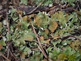 Cladonia mateocyatha image