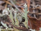Cladonia mateocyatha image