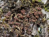 Collema conglomeratum image