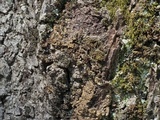 Collema conglomeratum image