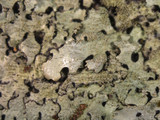 Parmelinopsis minarum image