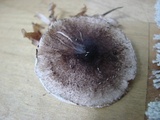 Lepiota felina image