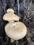 Gymnopilus ventricosus image