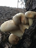 Gymnopilus ventricosus image