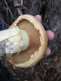 Gymnopilus ventricosus image