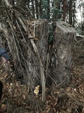 Gymnopilus ventricosus image