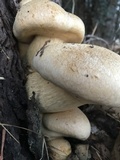 Gymnopilus ventricosus image