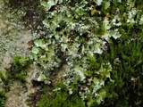 Parmotrema mellissii image