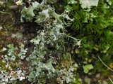 Parmotrema mellissii image