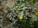 Parmotrema mellissii image