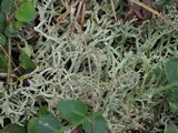 Cladonia multiformis image