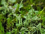 Cladonia ochrochlora image