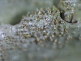 Parmelinopsis minarum image